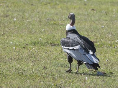 Andean Condor / Andescondor / Vultur gryphus