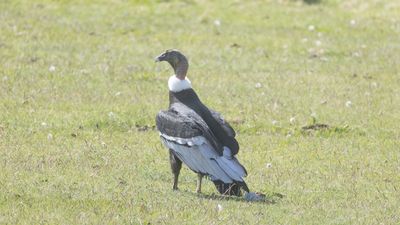 Andean Condor / Andescondor / Vultur gryphus