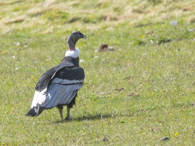 Andean Condor / Andescondor / Vultur gryphus