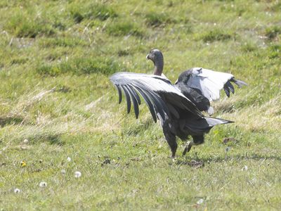 Andean Condor / Andescondor / Vultur gryphus