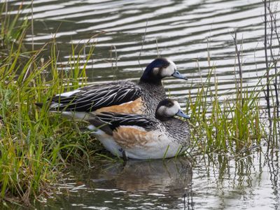 Chiloe Wigeon / Chileense Smient / Mareca sibilatrix