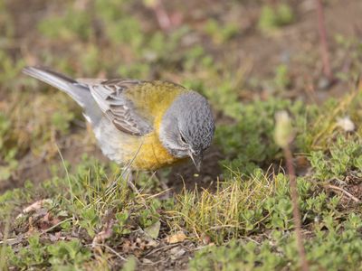 Grey-hooded Sierra Finch / Grijskapsierragors / Phrygilus gayi