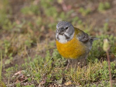 Grey-hooded Sierra Finch / Grijskapsierragors / Phrygilus gayi