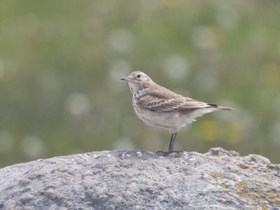 Short-billed Miner / Patagonische Holengraver / Geositta antarctica