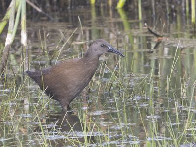 Plumbeous Rail / Loodgrijze Ral / Pardirallus sanguinolentus
