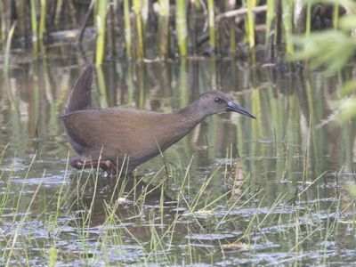 Plumbeous Rail / Loodgrijze Ral / Pardirallus sanguinolentus