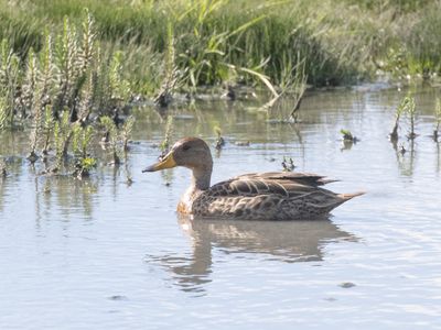 Yellow-billed Pintail / Zuid-Amerikaanse Pijlstaart / Anas georgica