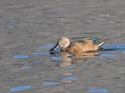 Red Shoveler / Argentijnse Slobeend / Spatula platalea