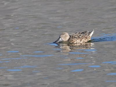 Red Shoveler / Argentijnse Slobeend / Spatula platalea