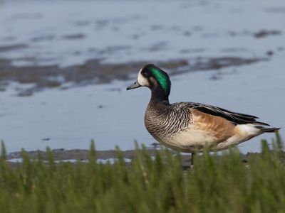 Chiloe Wigeon / Chileense Smient / Mareca sibilatrix