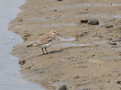 Baird´s Sandpiper / Bairds Strandloper / Calidris bairdii
