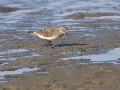 Baird´s Sandpiper / Bairds Strandloper / Calidris bairdii