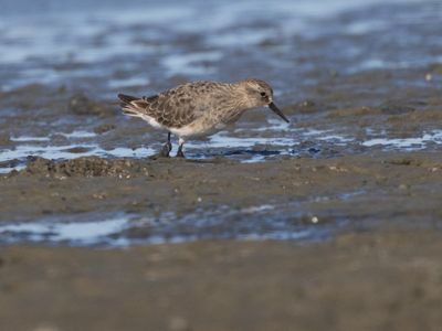 Baird´s Sandpiper / Bairds Strandloper / Calidris bairdii