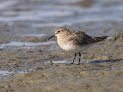 Baird´s Sandpiper / Bairds Strandloper / Calidris bairdii