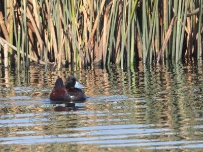 Andean Duck / Andesstekelstaart / Oxyura ferruginea