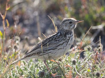 Correndera Pipit / Correnderapieper / Anthus correndera