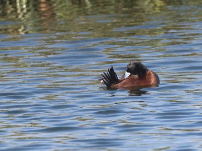 Andean Duck / Andesstekelstaart / Oxyura ferruginea