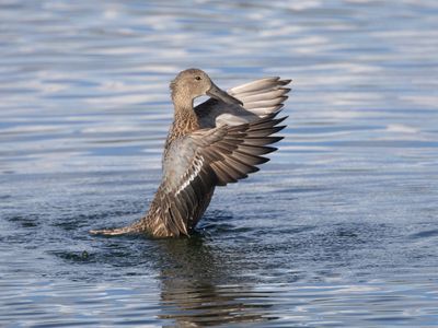 Red Shoveler / Argentijnse Slobeend / Spatula platalea