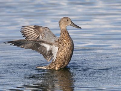 Red Shoveler / Argentijnse Slobeend / Spatula platalea