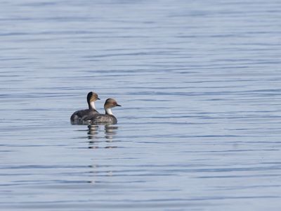 Silvery Grebe / Zilverfuut / Podiceps occipitalis