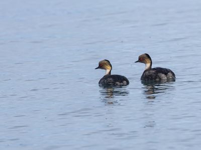 Silvery Grebe / Zilverfuut / Podiceps occipitalis