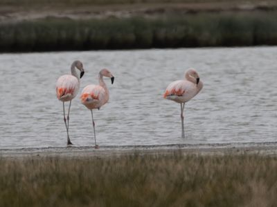 Chilean Flamingo / Chileense Flamingo / Phoenicopterus chilensis