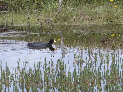 Red-gartered Coot / Roodbandkoet / Fulica armillata