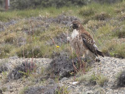 Rufous-tailed Hawk / Patagonische Buizerd / Buteo ventralis