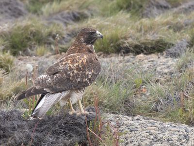 Rufous-tailed Hawk / Patagonische Buizerd / Buteo ventralis