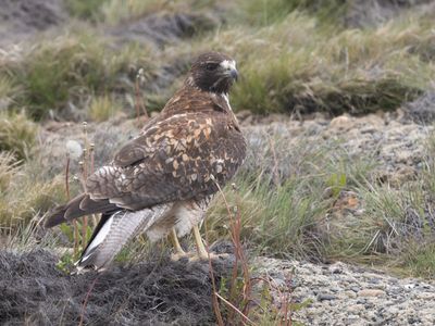 Rufous-tailed Hawk / Patagonische Buizerd / Buteo ventralis