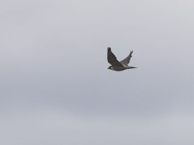 Peregrine Falcon / Slechtvalk / Falco peregrinus