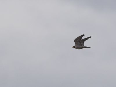Peregrine Falcon / Slechtvalk / Falco peregrinus