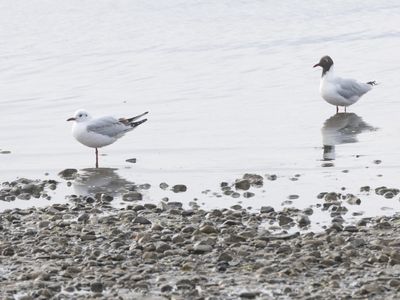 Brown-headed Gull / Patagonische Kokmeeuw / Chroicocephalus maculipennis