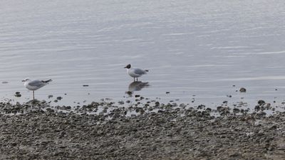 Brown-headed Gull / Patagonische Kokmeeuw / Chroicocephalus maculipennis