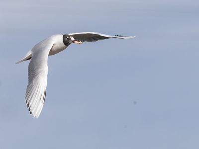 Brown-headed Gull / Patagonische Kokmeeuw / Chroicocephalus maculipennis