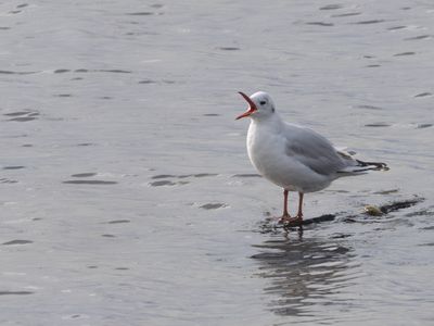 Brown-headed Gull / Patagonische Kokmeeuw / Chroicocephalus maculipennis