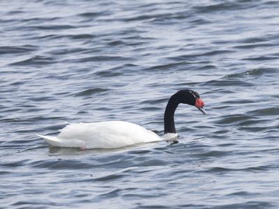 Black-necked Swan / Zwarthalszwaan / Cygnus melancoryphus