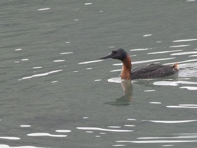 Great Grebe / Grote Fuut / Podiceps major