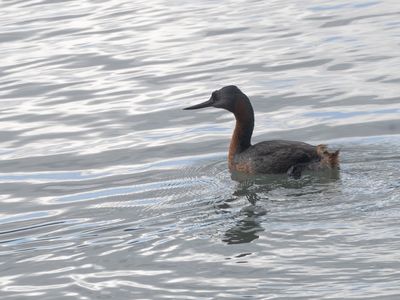 Great Grebe / Grote Fuut / Podiceps major