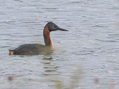 Great Grebe / Grote Fuut / Podiceps major