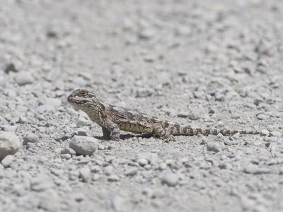 Southern Patagonian Lizard / Diplolaemus darwinii