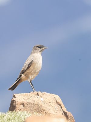 Cinnamon-bellied Ground Tyrant / Teugelgrondtiran / Muscisaxicola capistratus