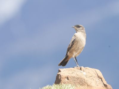 Cinnamon-bellied Ground Tyrant / Teugelgrondtiran / Muscisaxicola capistratus