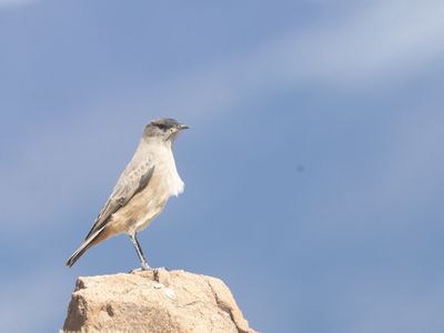 Cinnamon-bellied Ground Tyrant / Teugelgrondtiran / Muscisaxicola capistratus