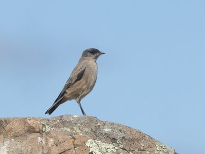 Cinnamon-bellied Ground Tyrant / Teugelgrondtiran / Muscisaxicola capistratus