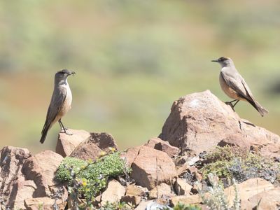 Cinnamon-bellied Ground Tyrant / Teugelgrondtiran / Muscisaxicola capistratus