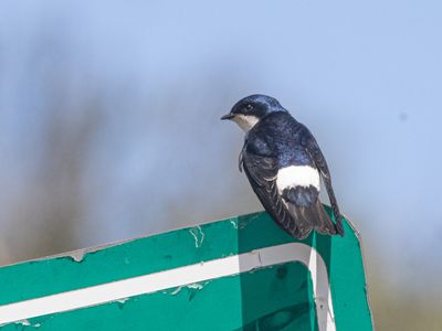 Chilean Swallow / Chileense Zwaluw / Tachycineta leucopyga