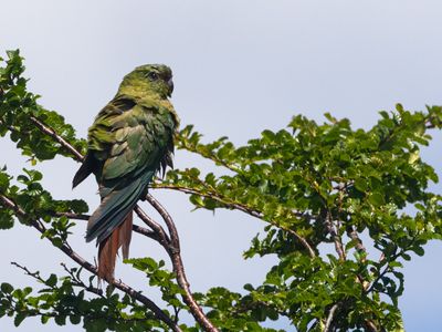 Austral Parakeet / Magelhaenparkiet / Enicognathus ferrugineus