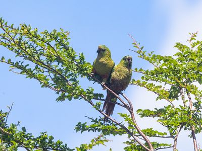Austral Parakeet / Magelhaenparkiet / Enicognathus ferrugineus