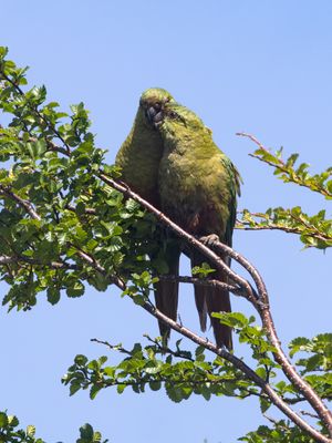 Austral Parakeet / Magelhaenparkiet / Enicognathus ferrugineus